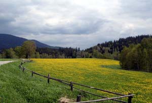 Sumava National Park in the Bohemian Forest