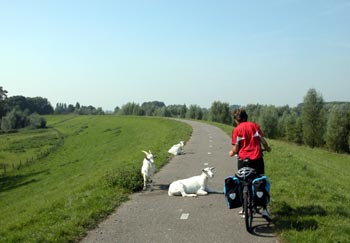 Paved dikes in Holland, ideal for cycling (and goats)